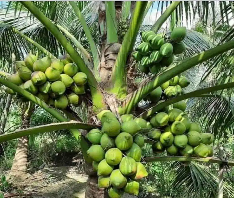 Coconut Chenangi